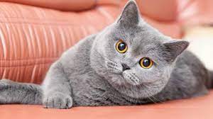 Pisisca British Shorthair